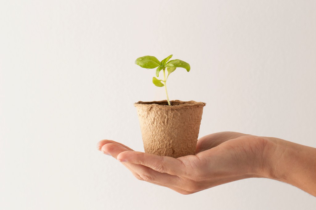 Dłoń trzyma doniczkę glinianą. W doniczce rośnie młoda roślina.